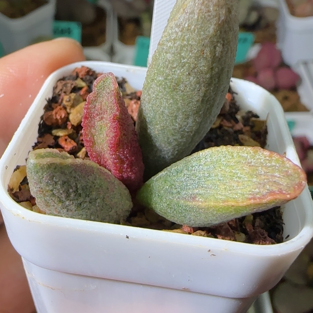 粉红小猪叶插，四方盆发