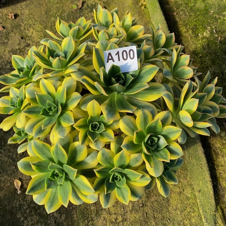 星爆多肉植物100