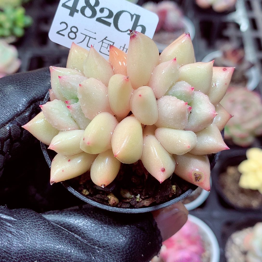 5厘米盆精控多肉482