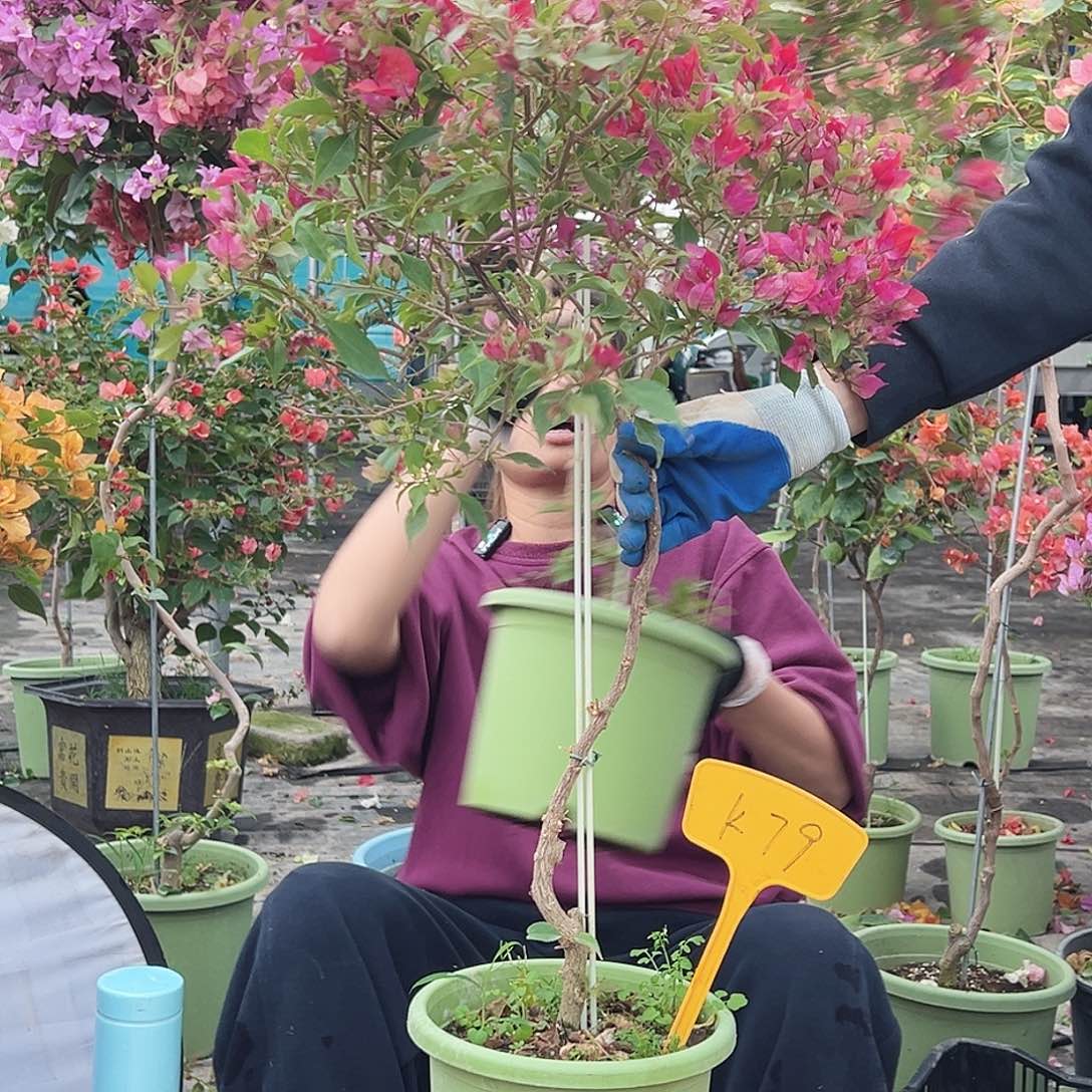 资***哥大部分花苞少量开放K79酒红桑巴
