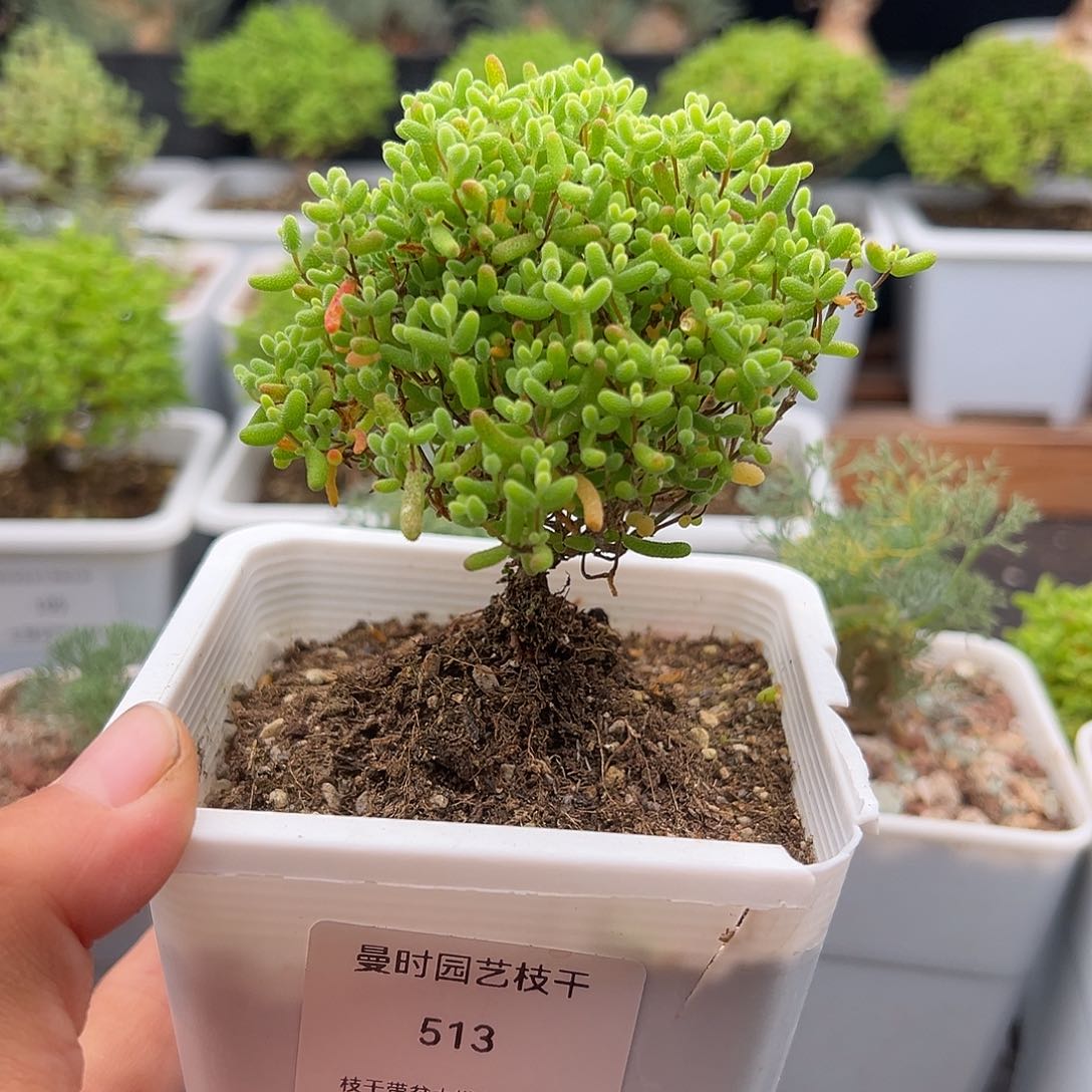 513号密橘糖球11.11多肉