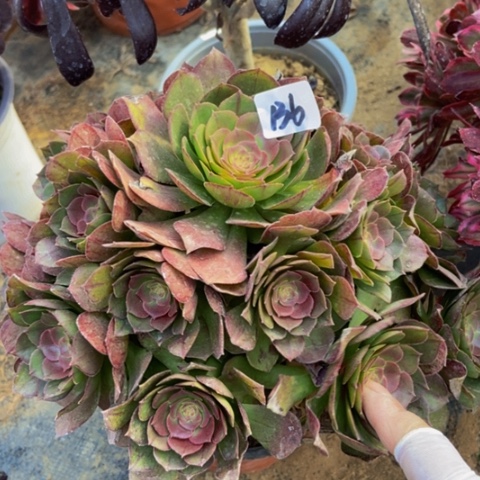 红心万圣节多肉6多肉不包断