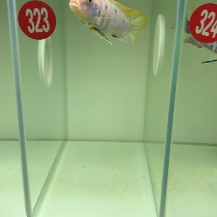 风***行慈鲷鱼323号mc斑马