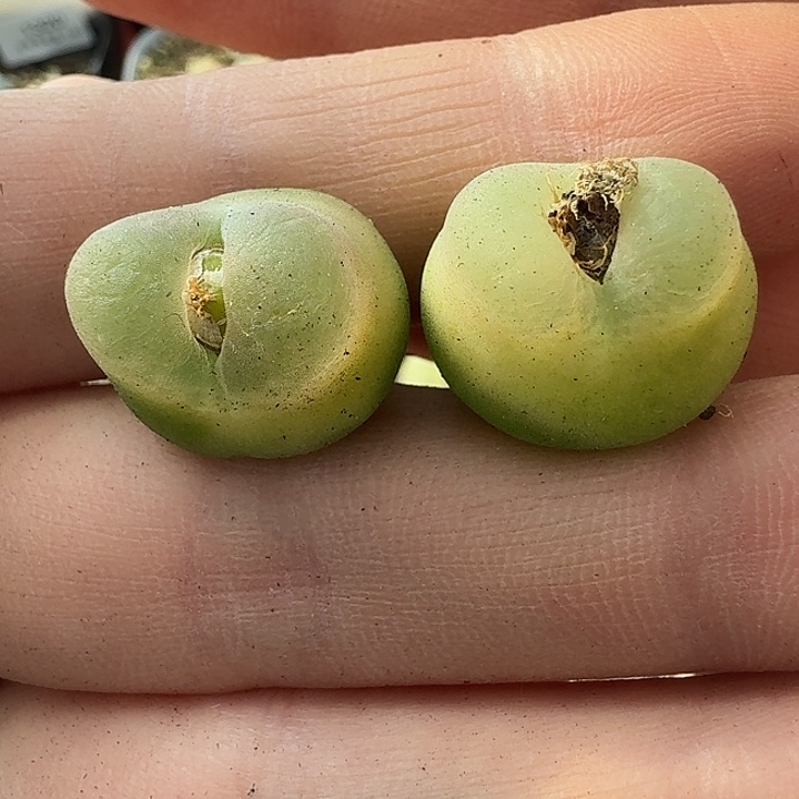 老马生石花哦泡1324