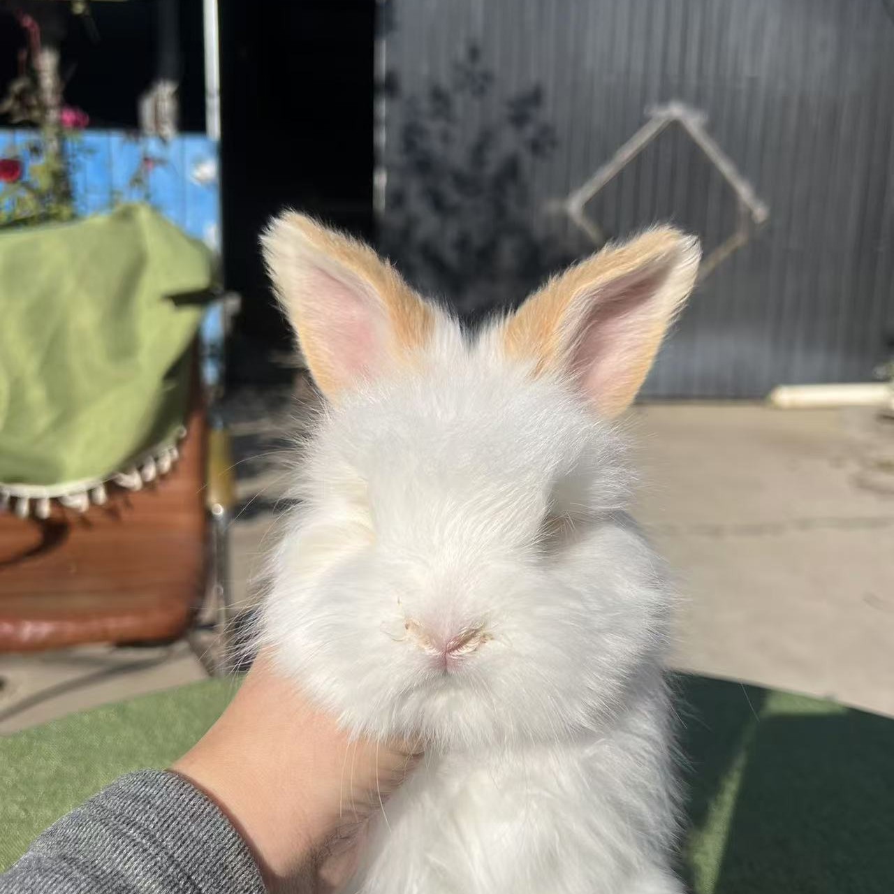 英系安哥拉活体宠物兔熊脸爆毛温顺亲人可做造型妹妹，喜欢直接拍