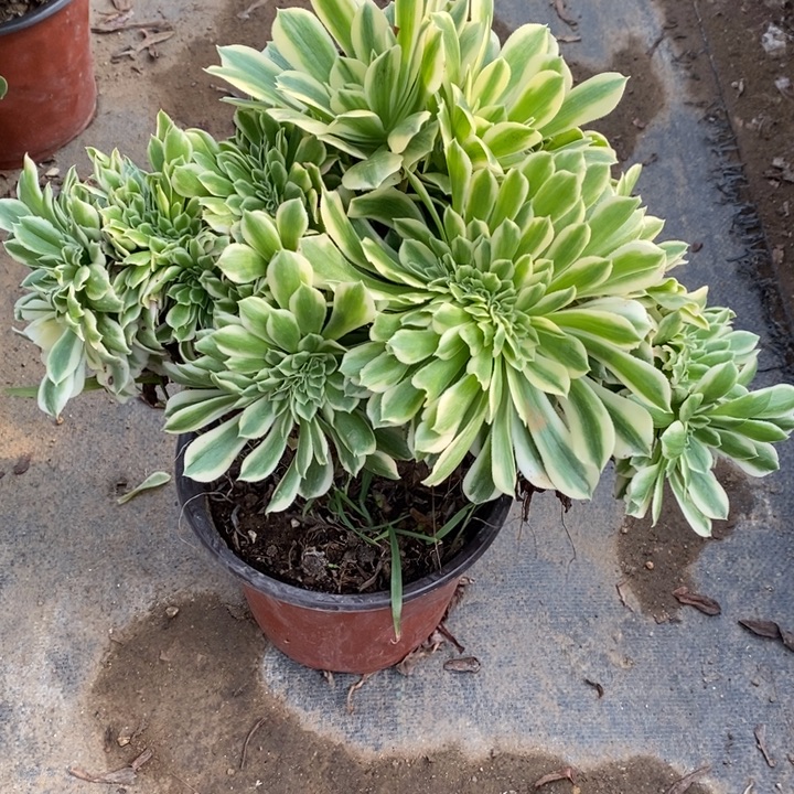 迈巴赫多肉断头不包1725