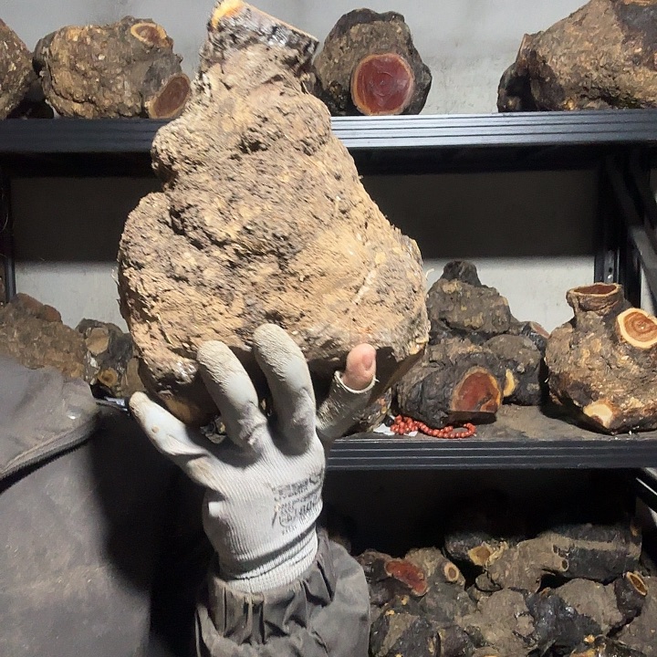 阿***.香榧木火琉璃的故事是一个人