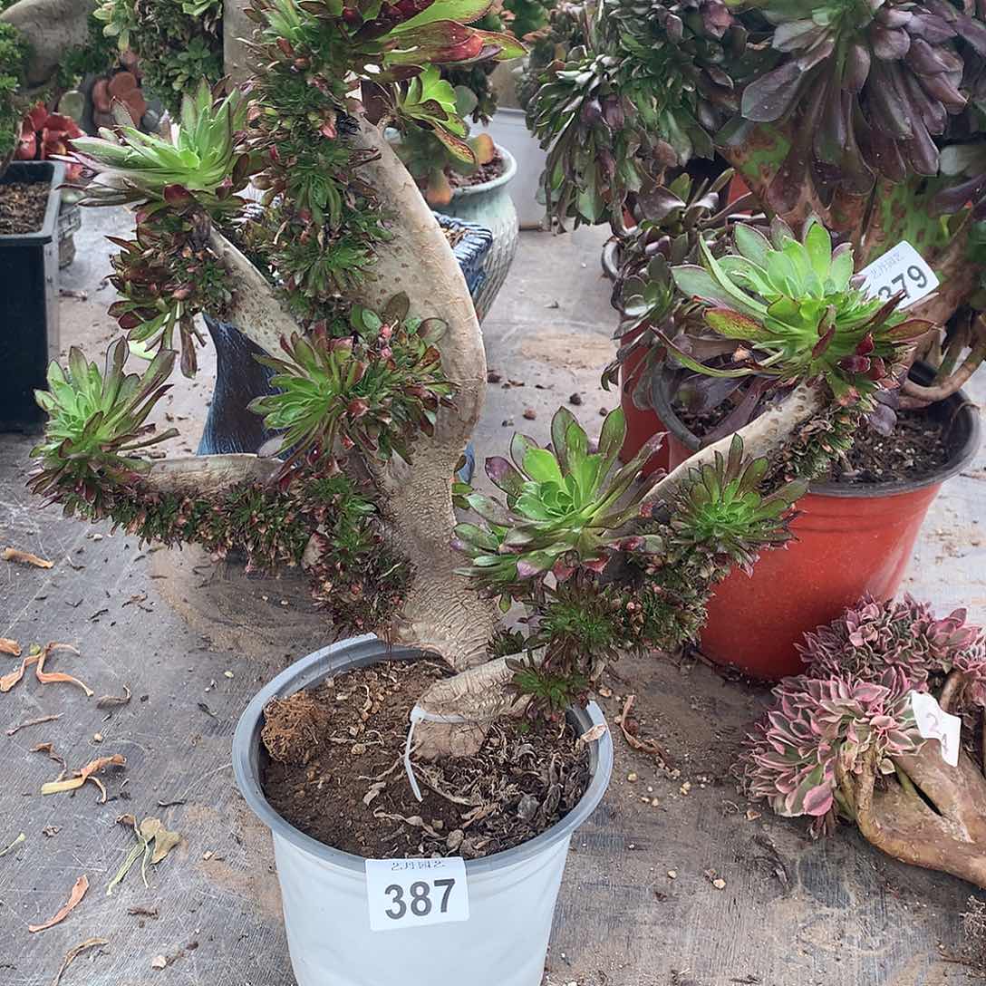 387黑法师缀化缀化瑕疵