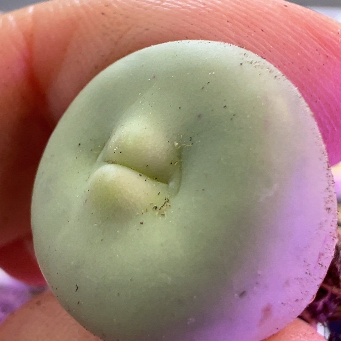 大型无敌撅嘴 肉锥植物