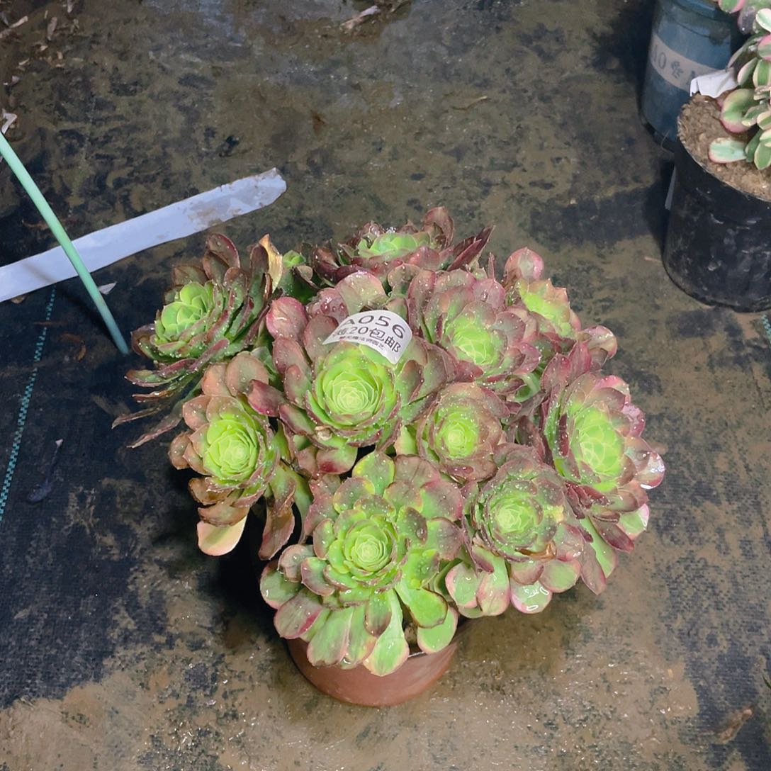 056奶白多肉法师