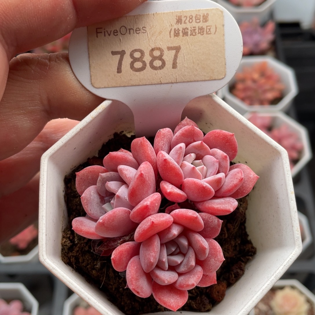 拉皮7887-5.5厘米