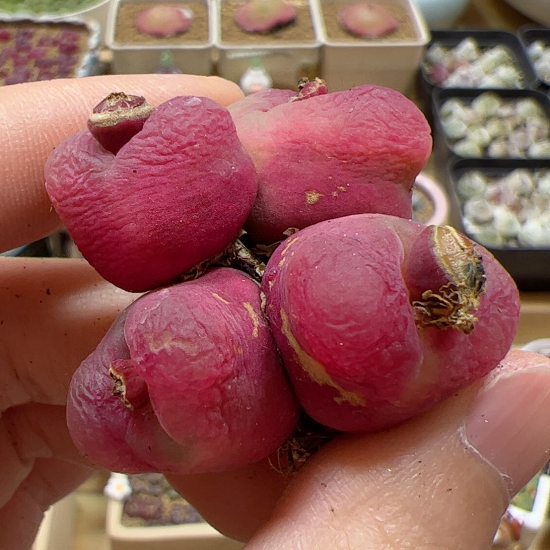 【闪购商品】364 福利