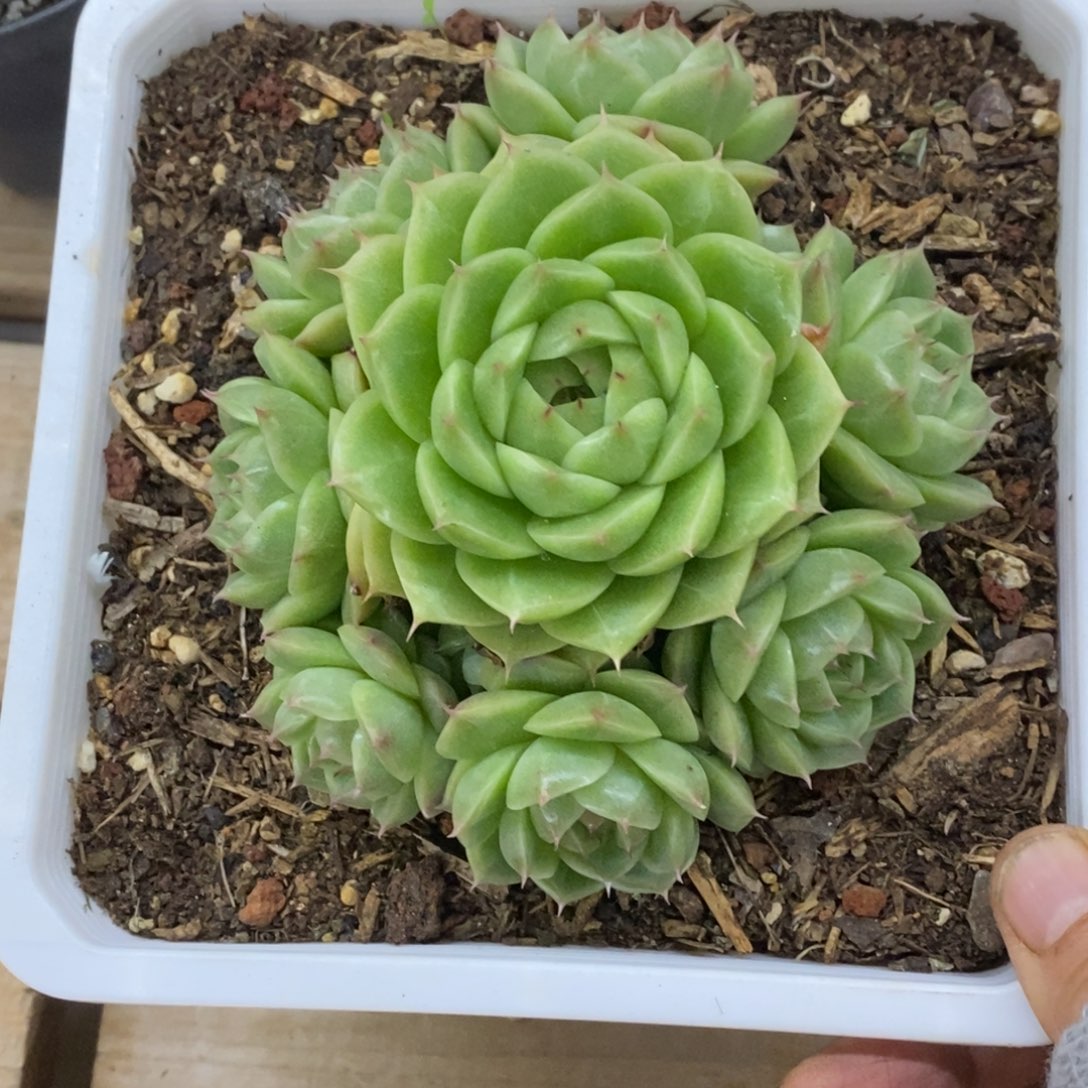 精品多肉一物一拍不包整451