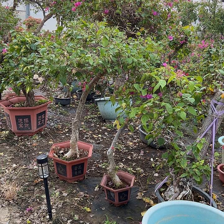 完全开放清水晶玻璃