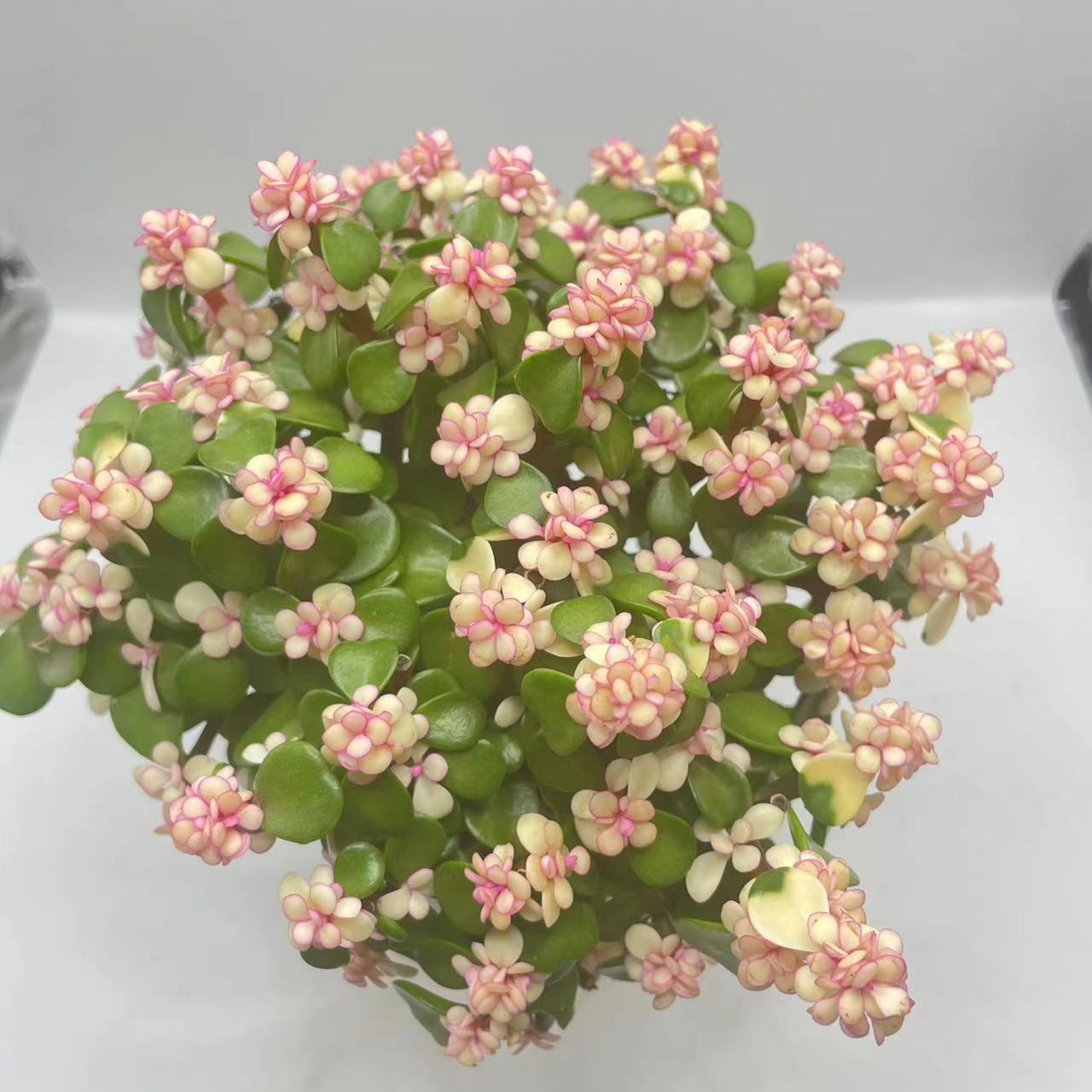 金枝玉叶 多肉植物 阳台好养活 云南昆明直发 满18包邮