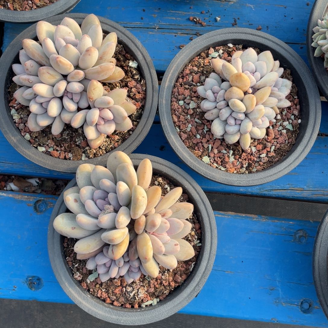 然*奶酪体香水三个一组50