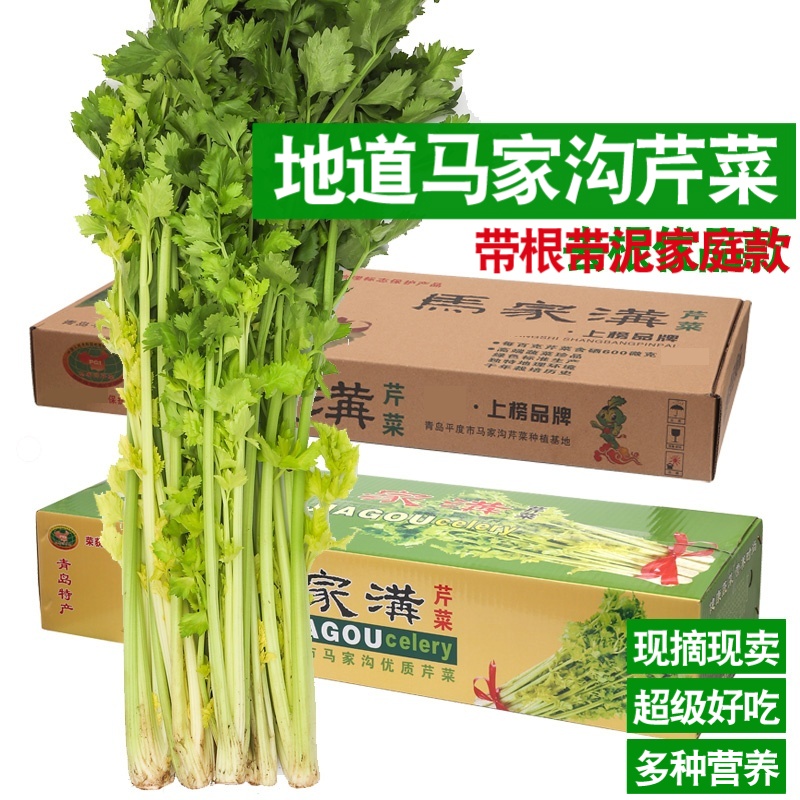 【带根】平度马家沟芹菜空心芹菜黄绿相间一秒开花露天芹菜