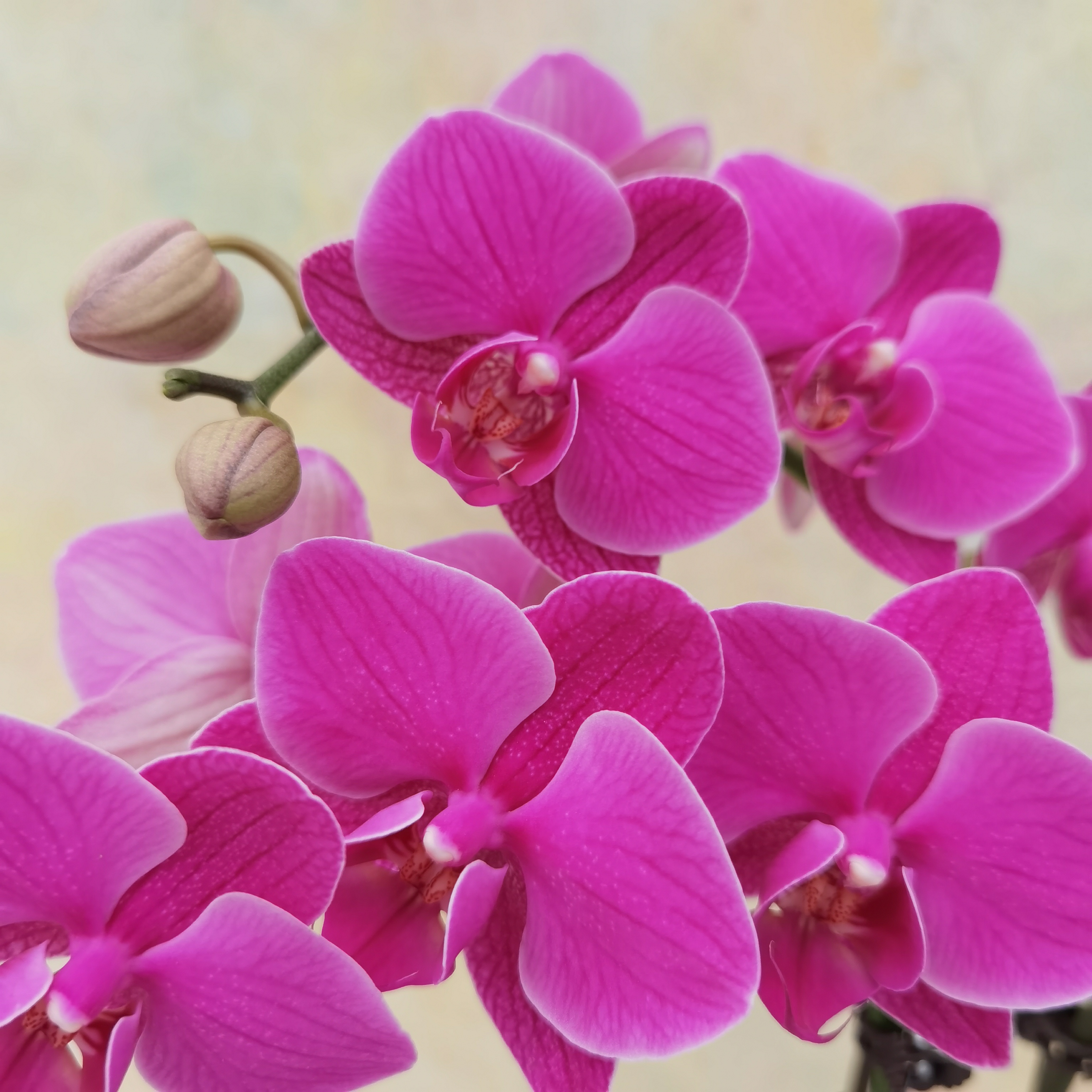 【福星】紫红色蝴蝶兰精致小花型全部开放室内花卉好养