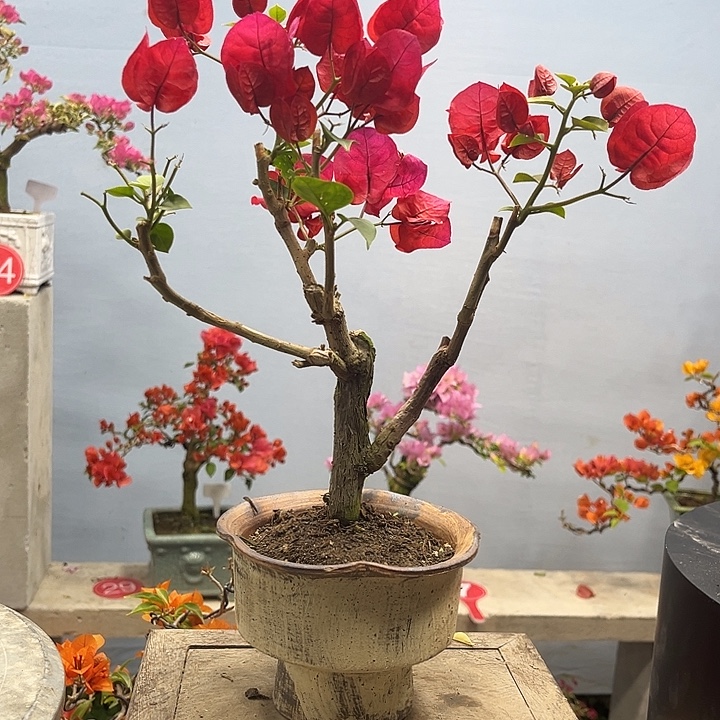 完全开放三角梅一物一拍