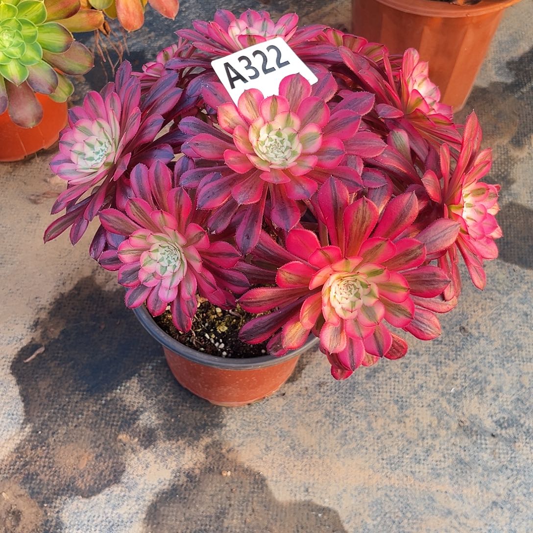 从林黑铜白322多肉