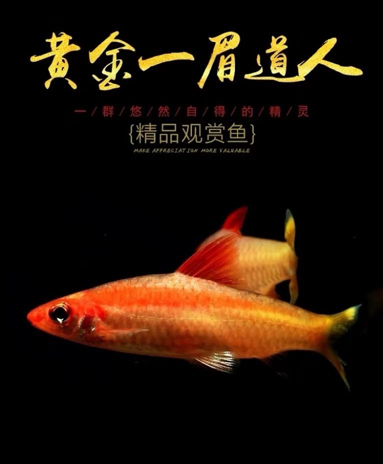 黄金一眉道人 观赏鱼（带沙）