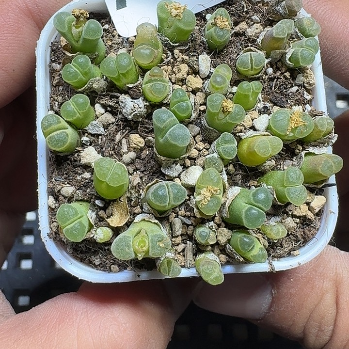 286 多肉植物多肉植物