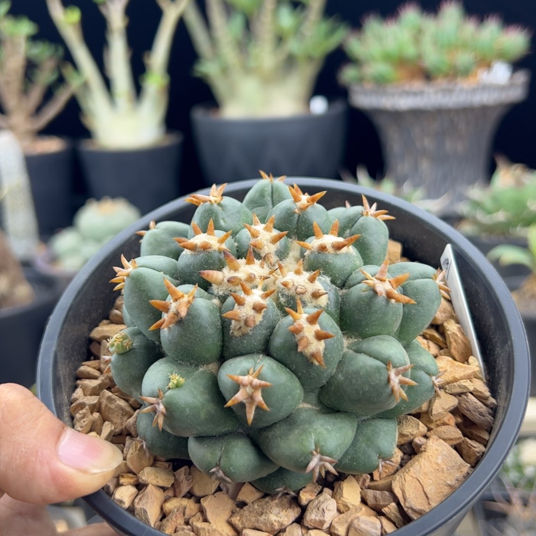 短豪刺象牙9一物一拍默认脱土发