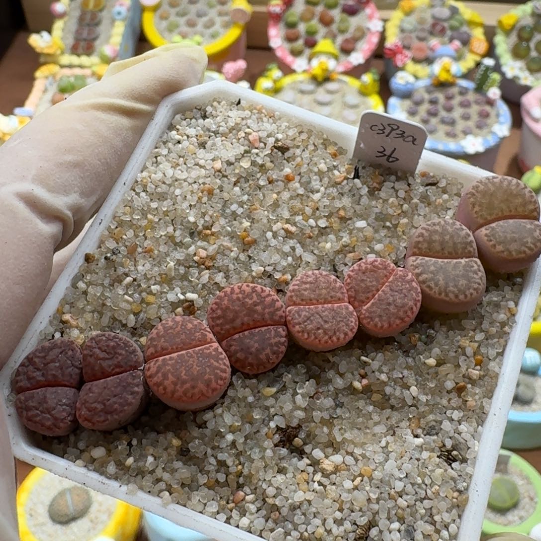 ****呀1129-010生石花花花