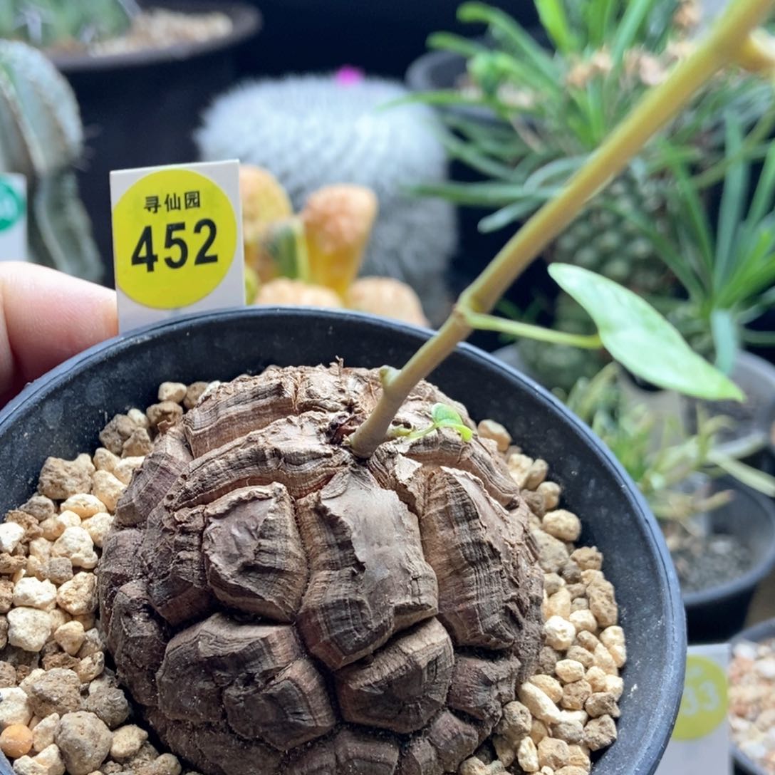 南非龟甲龙5.7厘米