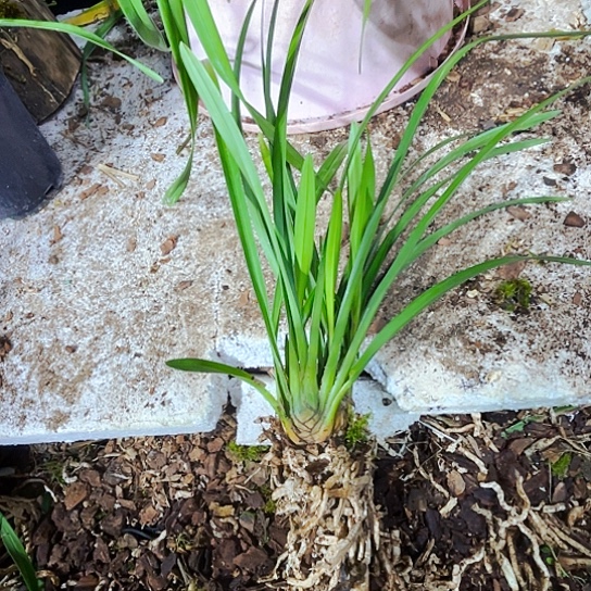 无花朵雪里红虎头兰