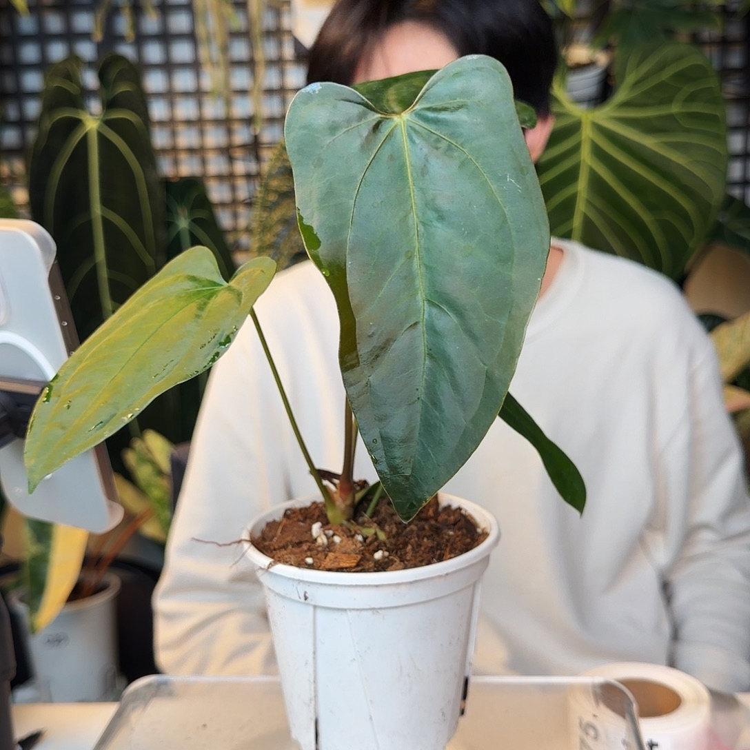 完全开放A73 西尼亚杂小羊皮