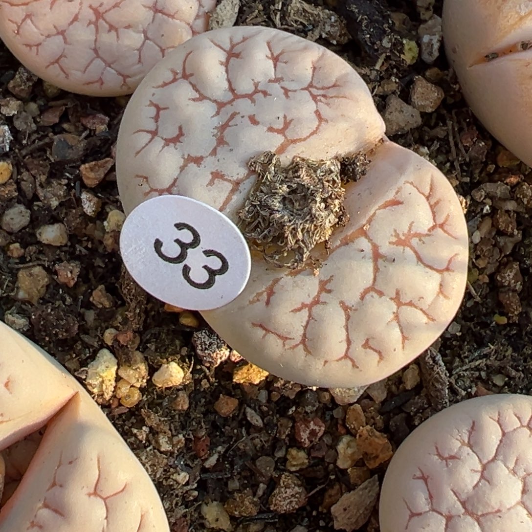 兜*** 多肉植物111111111111