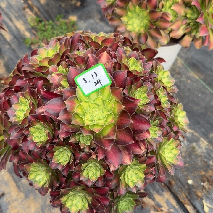 韶华多肉植物绿植24