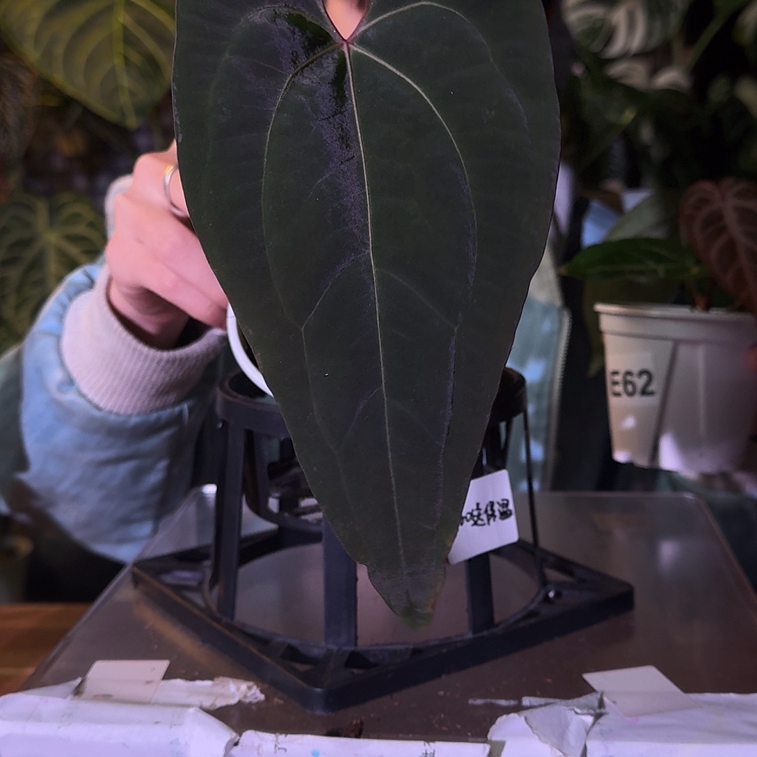 不开花植物E63黑桃杂红脉papi