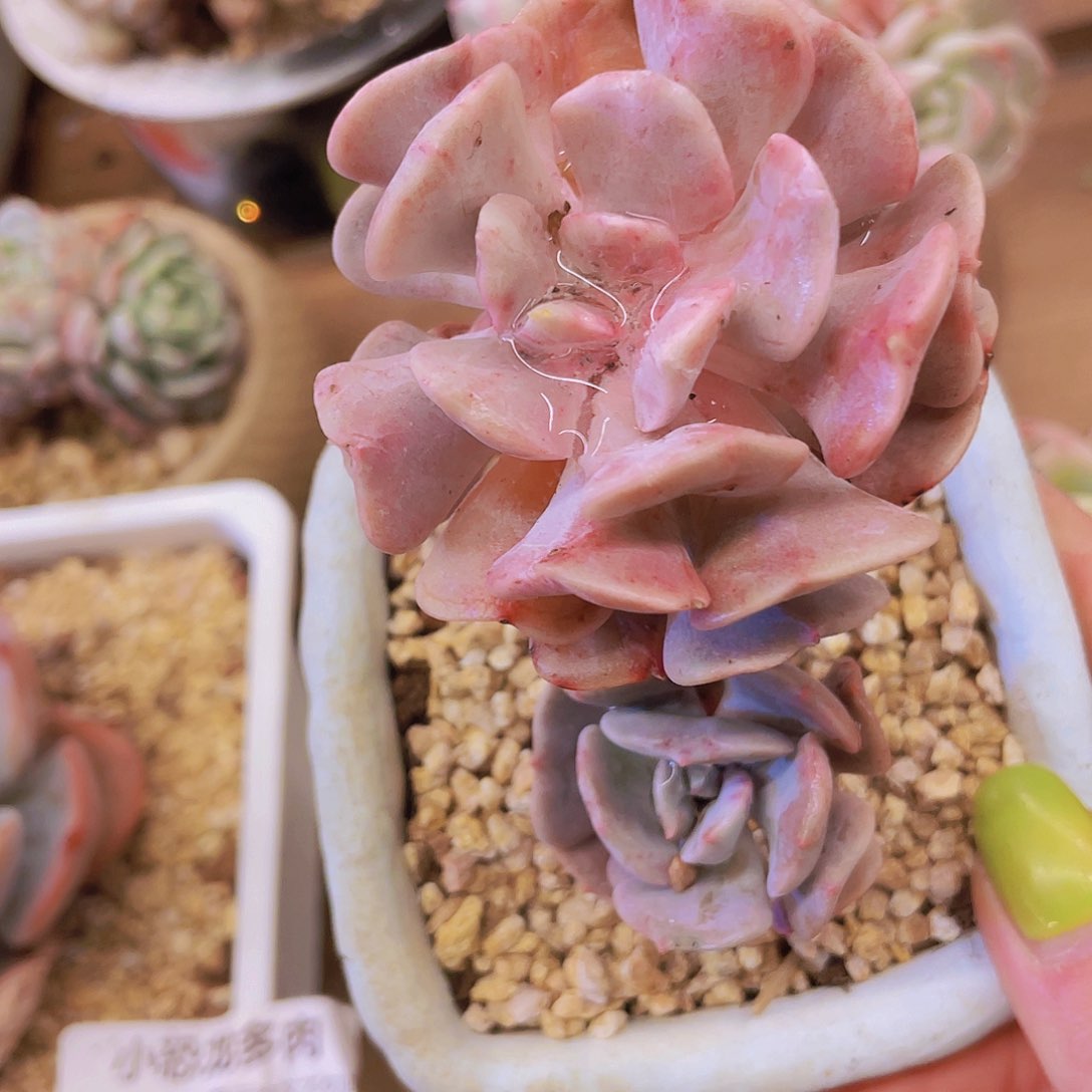 雪精灵～今天又来d