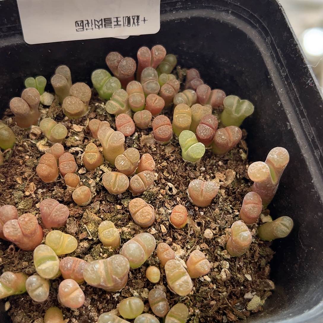 【闪购商品】280 风铃