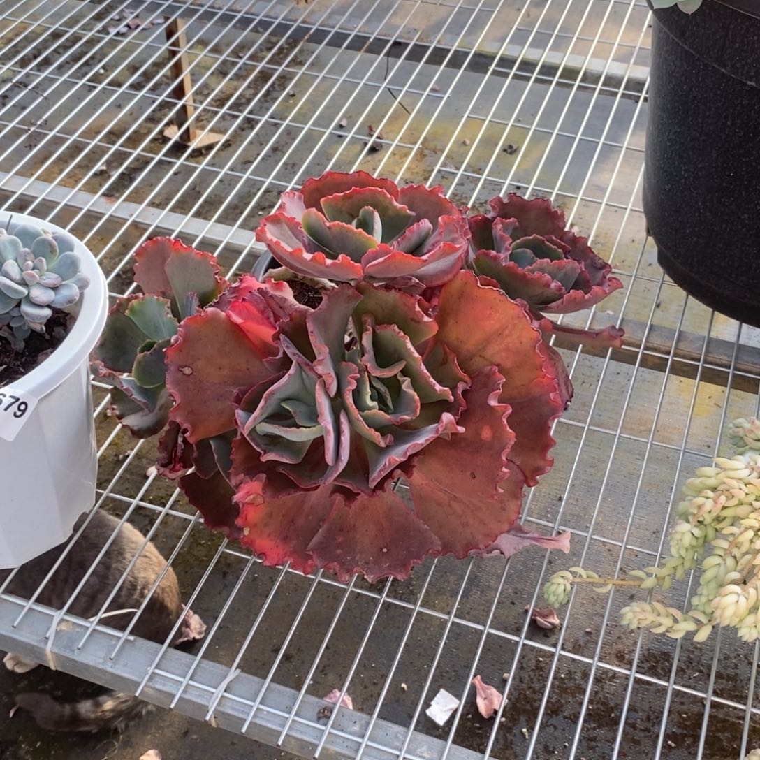 月***光6042蓝色妖姬一物一拍