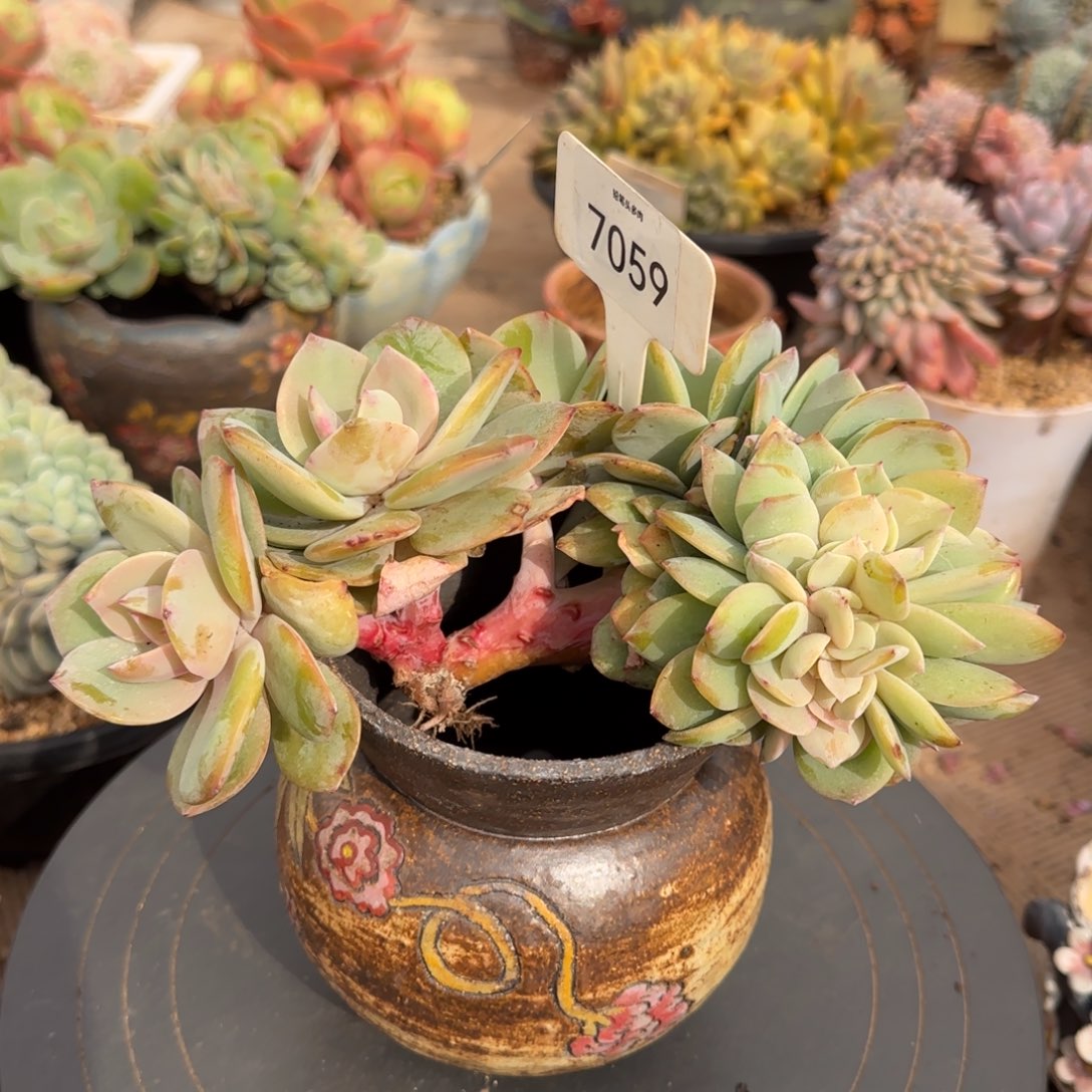 *****7059。     白凤缀多肉