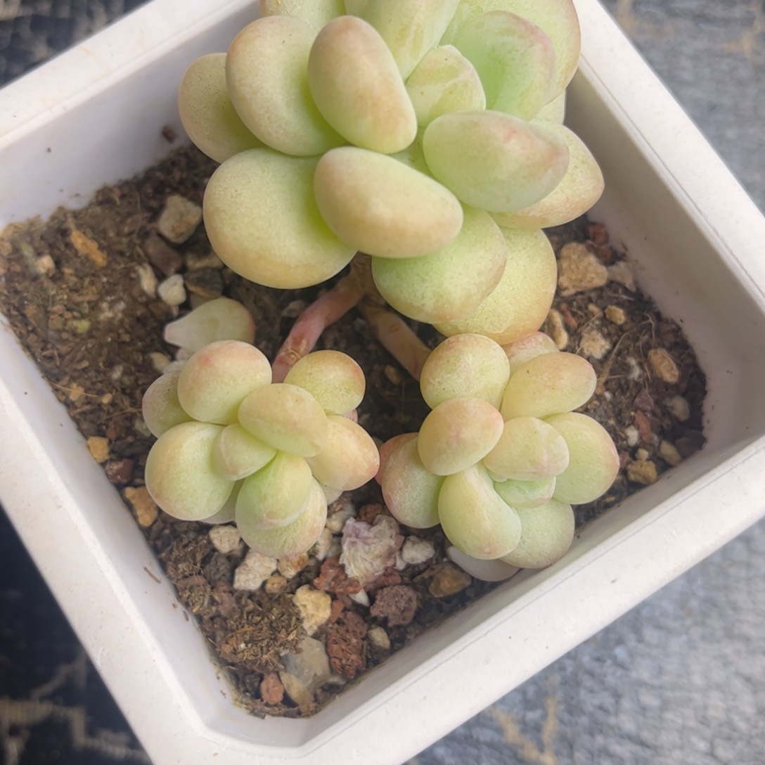 泡泡糖多肉老庄福利福利
