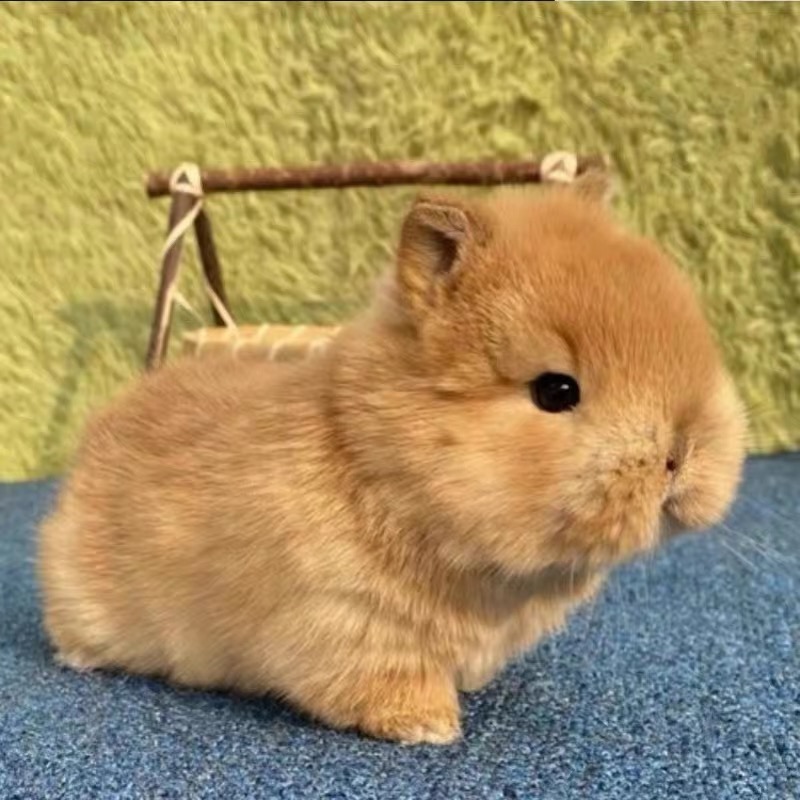 长不大不咬人迷你侏儒垂耳兔活体适合家庭饲养