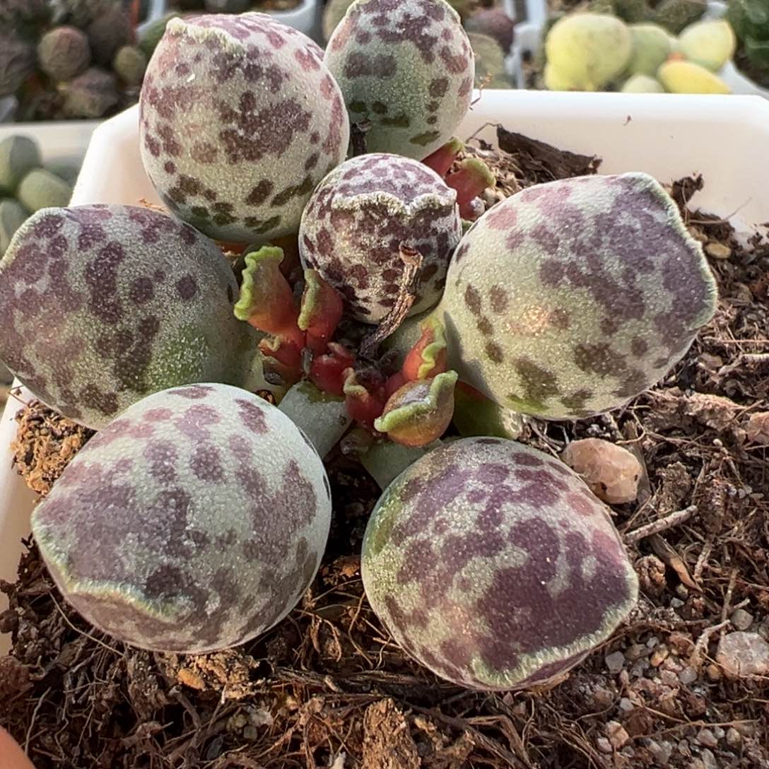 卿***晨丸叶海豹多头纯木质桩多肉植物