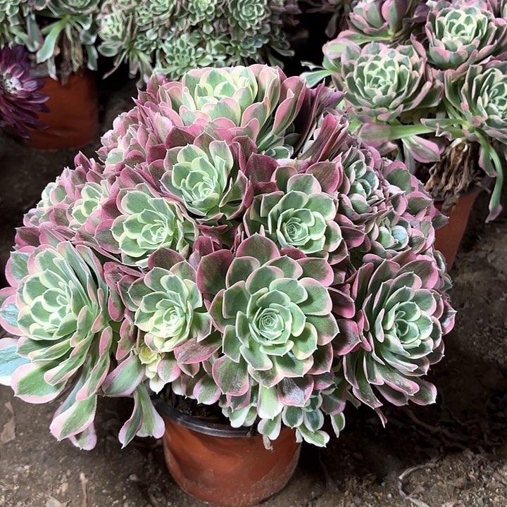 多肉植物法师白凤28
