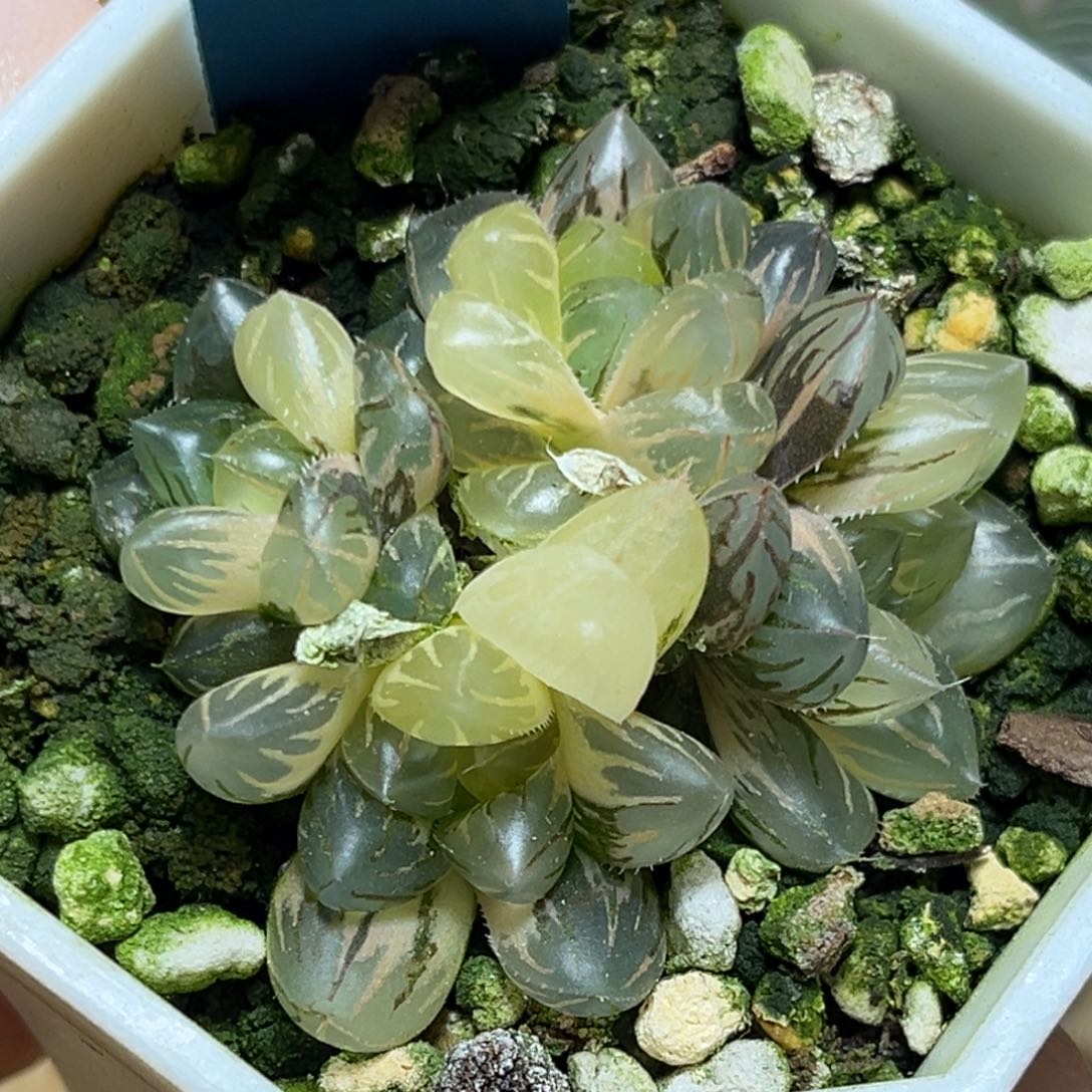 恭喜发财大吉大利681