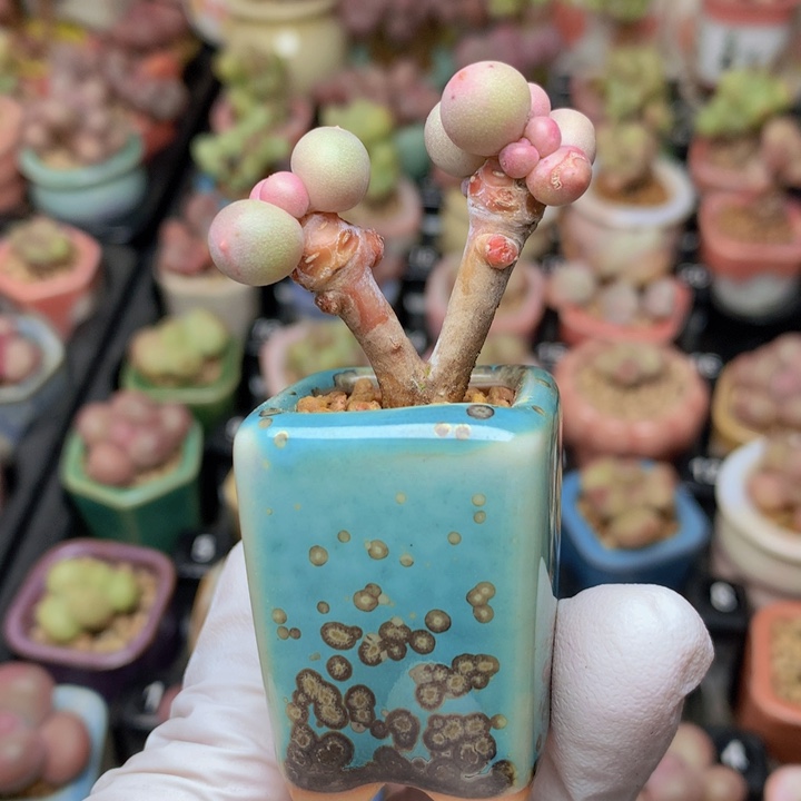 023 汉堡奶酪 木质