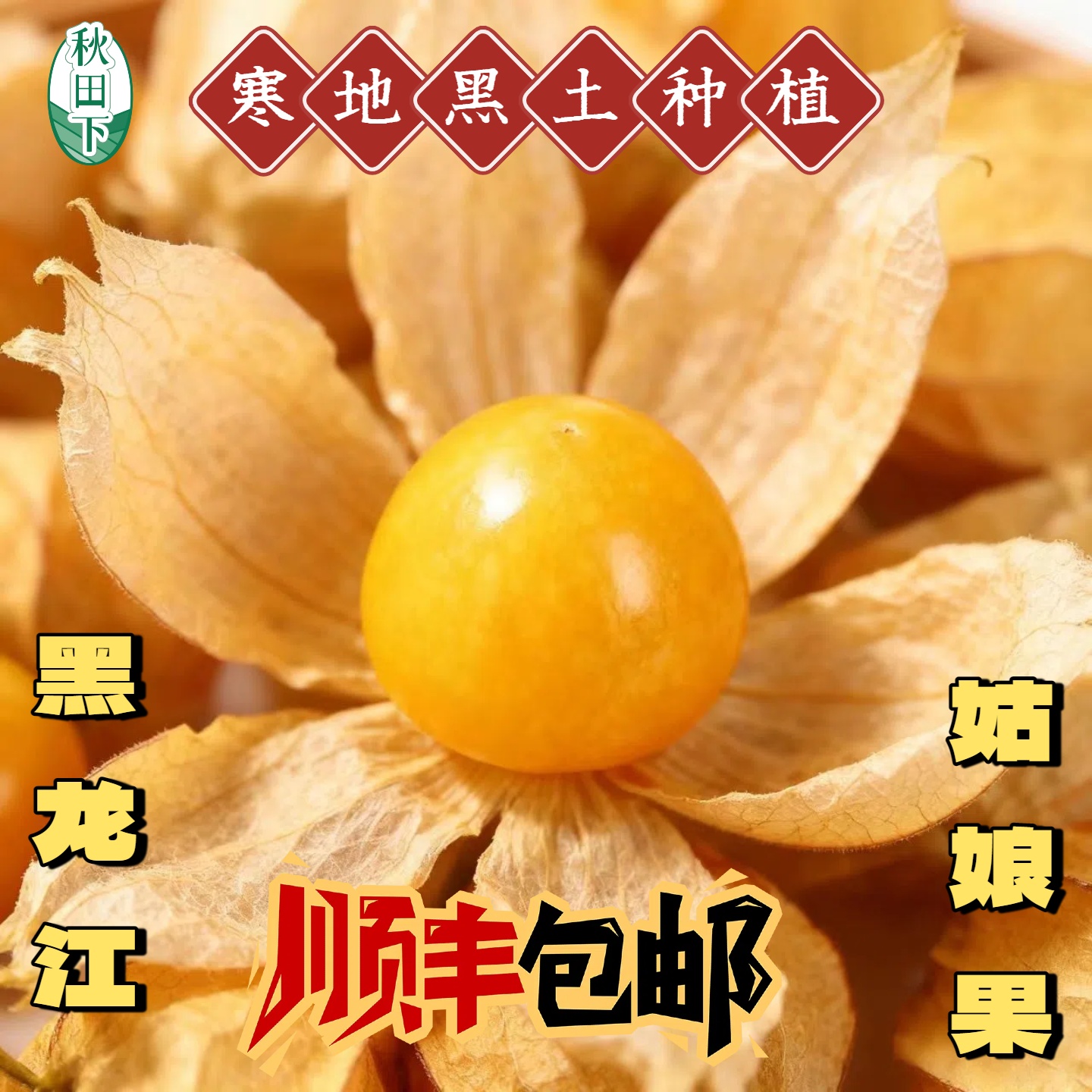 秋田下【顺丰包邮】东北黑龙江北纬47°的(姑娘果/灯笼果)纯甜无酸