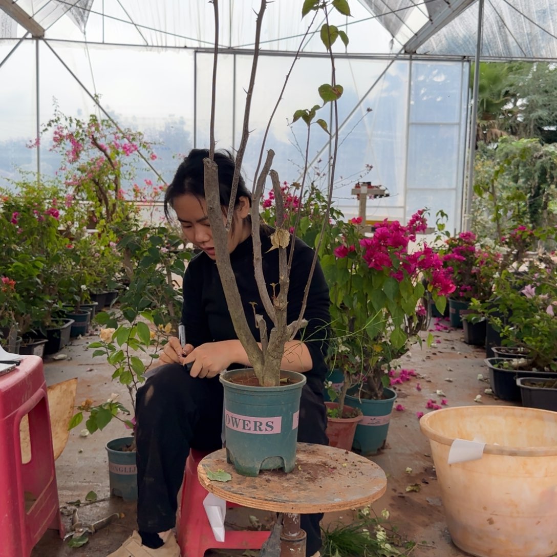 大部分花苞少量开放柠檬黄 118脱