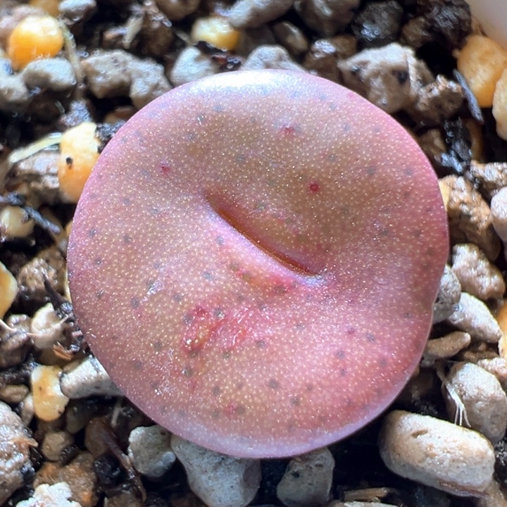 504。 优选1.3大尺寸大年份金海纽扣