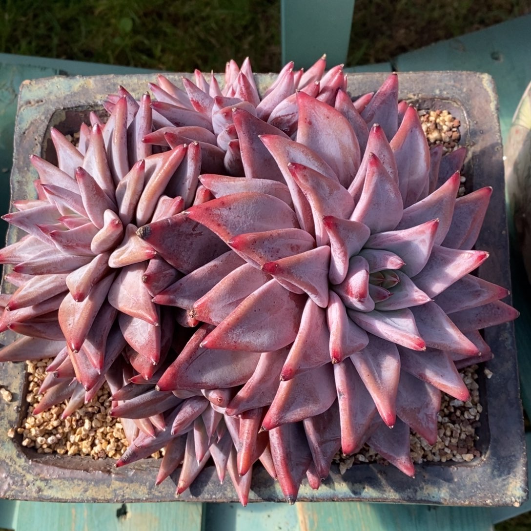 无花朵一物一拍，精品多肉