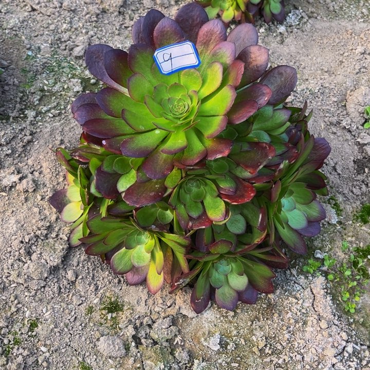 雨荷多肉植物法师