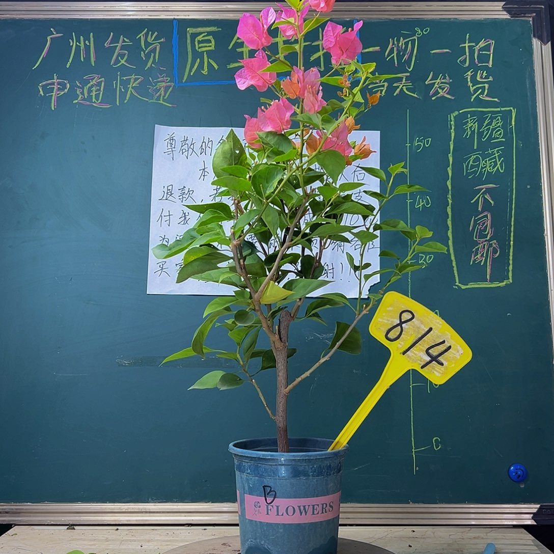 当前无花栽培后可以开花  波伊斯玫瑰  814